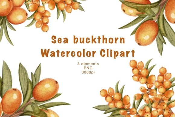Sea Buckthorn Watercolor Clipart: A Versatile Tool for Creative Projects